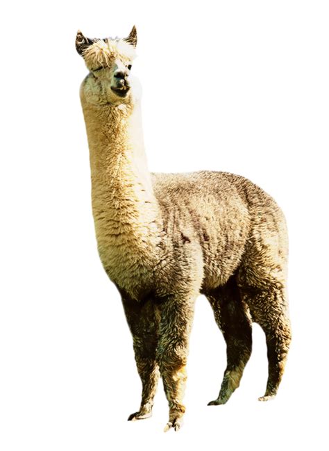 Llama Alpaca Clip Art Image Illustration Png Download 599821