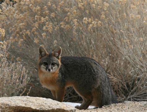 Gray Fox Utah Mammals ·