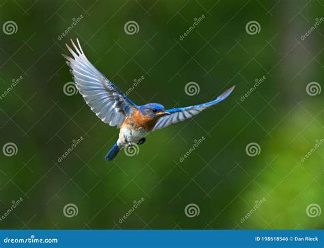 Male Eastern Bluebird Flying Stock Photo Image Of Invertebrate