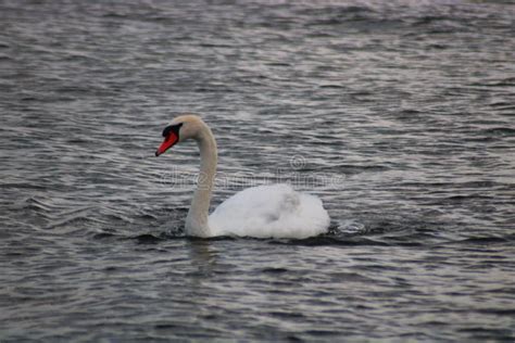 Big White Bird Swimming On A Lake Blue Water Stock Image Image Of