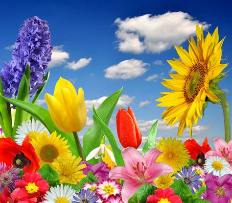 31 Spring Colorful Wallpapers