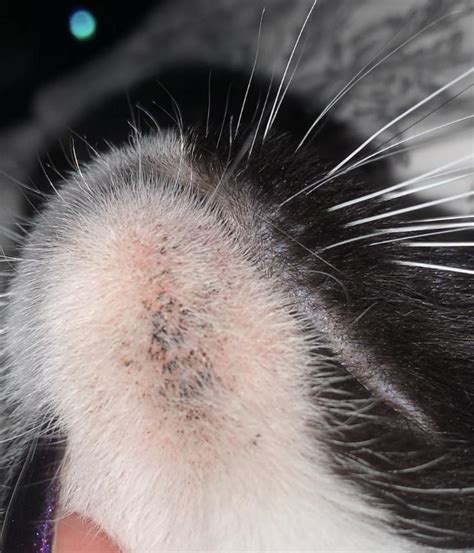 Cat Acne On Chin Images And Photos Finder