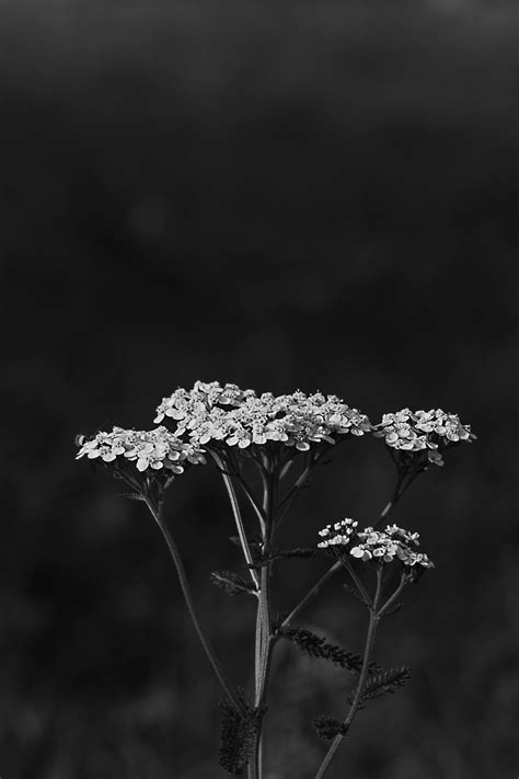 Monochrome Photo Of Flowers · Free Stock Photo