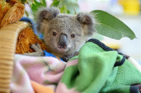 Helping Endangered Koalas—and Potentially Human Health