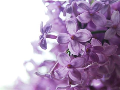 Lilac Flower Purple Photo 34733497 Fanpop