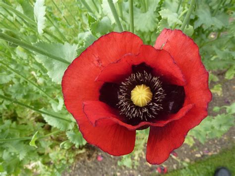 The Poppy And The Rise Of Opium What Is The Real Symbolism