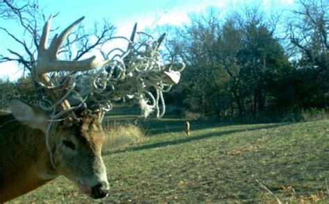Content updated daily for how to plant grass. Hunting Food Plots: Where to Plant? | Whitetail Habitat Solutions