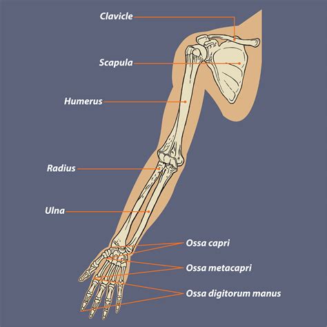 Diagrama De Anatomia Esquelética Do Braço Humano 1166070 Vetor No Vecteezy