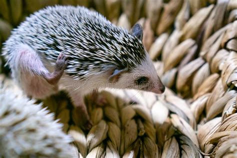 African Dwarf Hedgehog With Big Ears In A Wicker Basket Stock Photo