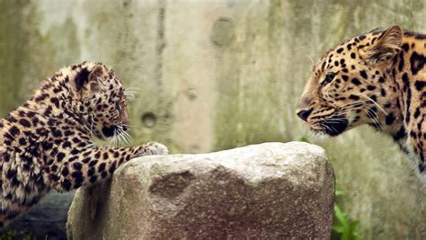 1 Amur Leopard