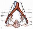 Anatomical diagram of the uterine arteries. 6 | Download Scientific Diagram