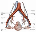 Anatomical diagram of the uterine arteries. 6 | Download Scientific Diagram