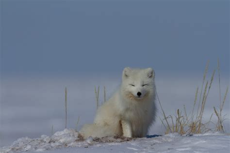 Animal Facts Arctic Fox Canadian Geographic