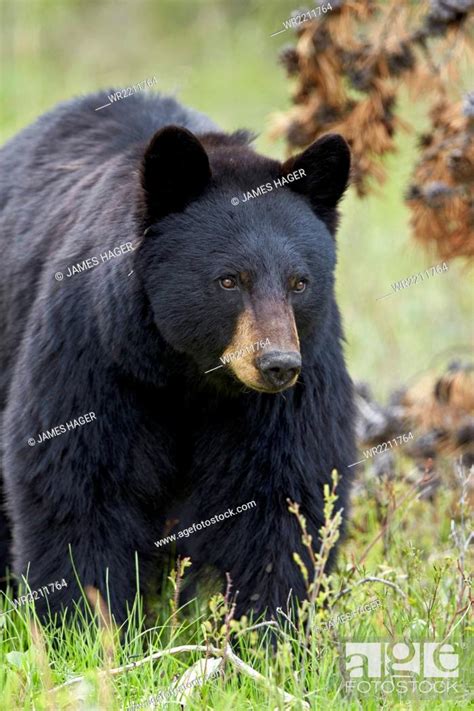 Black Bear Ursus Americanus Yellowstone National Park Wyoming