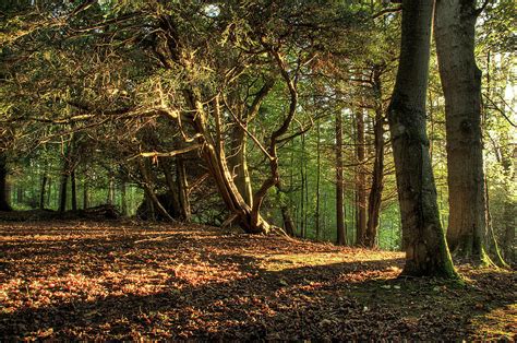 Forest Glade By Peter Mulligan