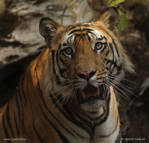 Tigers Of Bandhavgarh Banbehi Female Photostories On Famous Tigers