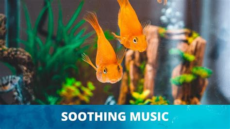 Soothing Relaxing Music Aquarium Youtube