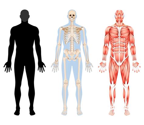 Human Body Skeleton And Muscular System Vector Illustrations 2094311