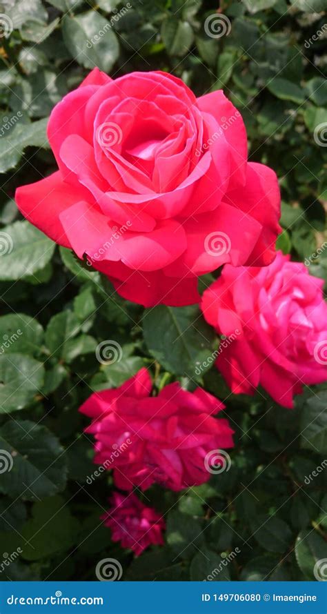 Bright Red Velvety Rose Flower In The Garden Stock Photo Image Of