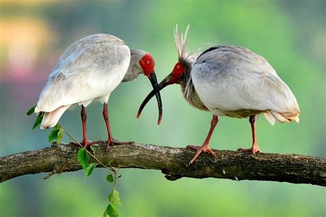 Endangered Crested Ibis Making A Comeback Cn