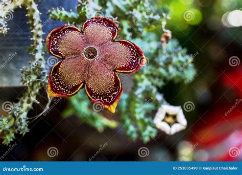 Beauty Fresh Flower Cactus Flower Huernia Pendula Or Caralluma