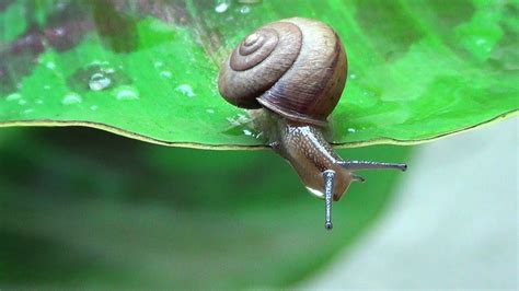 Cute Funny Snails 1080p Youtube