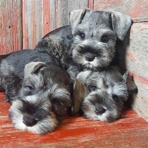 See This Instagram Photo By Theschnauzerhouse 961 Likes Miniature