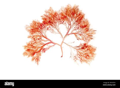 Rhodophyta Red Algae Branch Isolated On White Red Seaweed Stock Photo