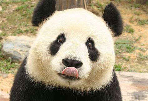 Lo Que No Sabías De Los Pandas Pandas Panda Fofo E Animais Fofos