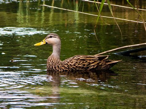 Florida Mallard Duck Flickr Photo Sharing