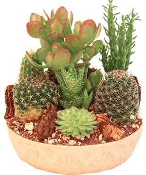Children always seem to be attracted to cacti. How to Make a Cactus Garden | Mini cactus garden, Indoor ...