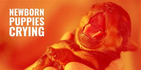 It's important to respond quickly and lovingly to newborn behaviour. Newborn Puppies Crying - Hunger, Pain, Common Reasons ...