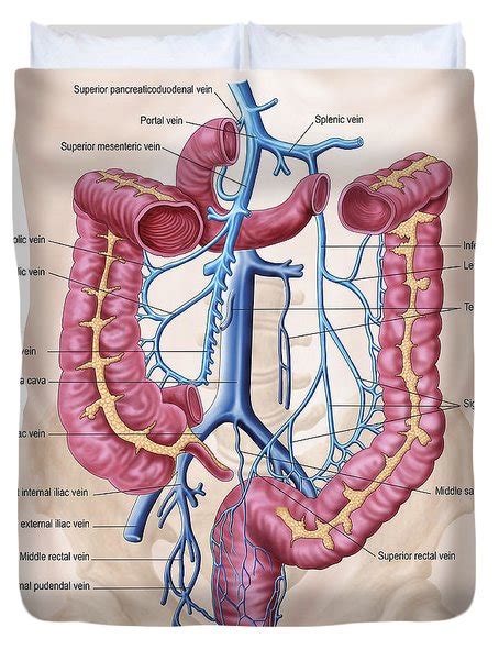 Laterally by the midaxillary line. Anatomy Of Human Abdominal Vein System Digital Art by Stocktrek Images