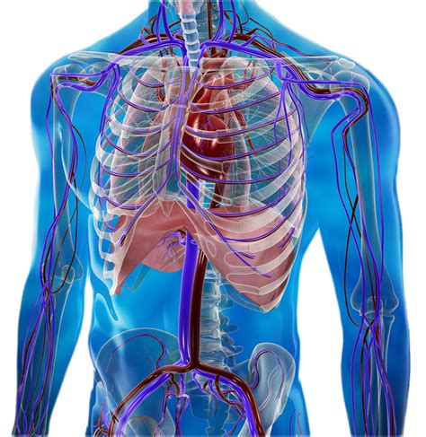 Human Body Heart Health Hunkpapa Png Clipart Anatomy Disease Images