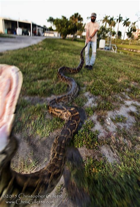 18 Foot Python Captured In Florida Everglades Nbc News