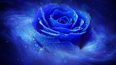 The Most Beautiful Blue Roses Wallpaper Rose Wallpaper Geegle News