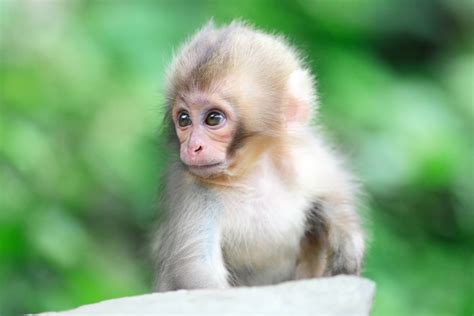 Looking for cute baby monkey pictures? 67+ Baby Monkey Wallpaper on WallpaperSafari
