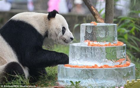 Worlds Oldest Male Panda Pan Pan Celebrates 30th Birthday In Sichuan