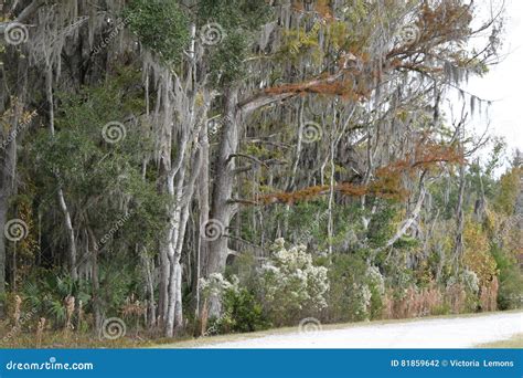 Autumn Trees At Sweetwater Wetlands Gainesville Florida Stock Photo