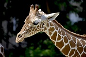 Brown Giraffe during Daytime · Free Stock Photo