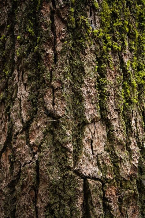 Tree Trunk With Moss And Lichen Mossy Bark Tree Texture Stock Image