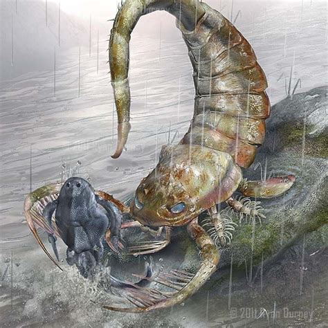 Pterichthyodes Being Eaten By Giant Sea Scorpion Pterygotus