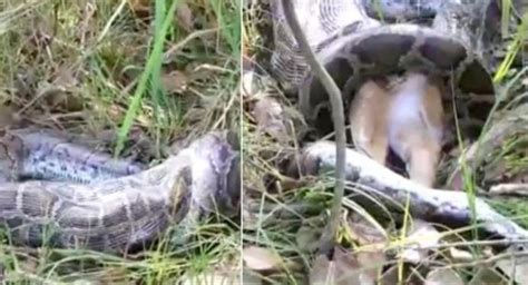watch python swallows whole deer video goes viral orissapost