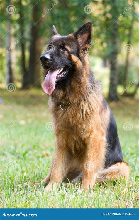 Dog Breed German Shepherd Sitting On The Grass Stock Photo Image Of