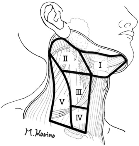 Understanding Cervical Lymph Node Stations