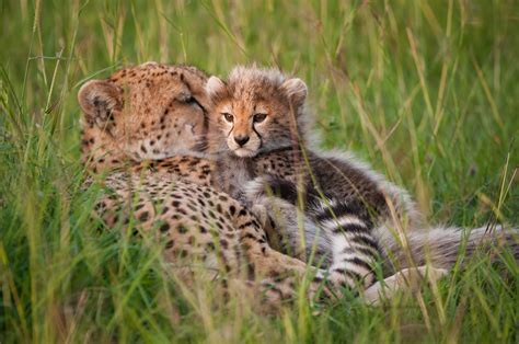 Cheetah Mom And Cub Sean Crane Photography