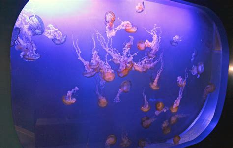 Maritime Aquarium Now Features Biggest Jellyfish Exhibit In The Region