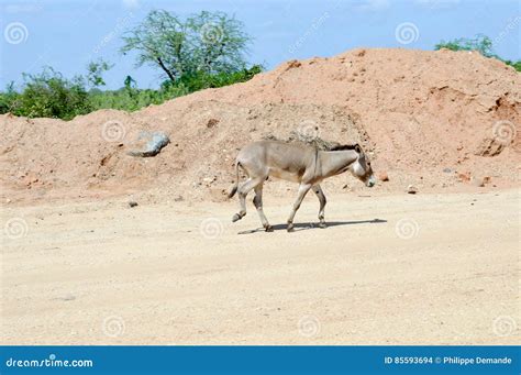 Donkey Moving On Three Paws Stock Photo Image Of Vertebrate Animals