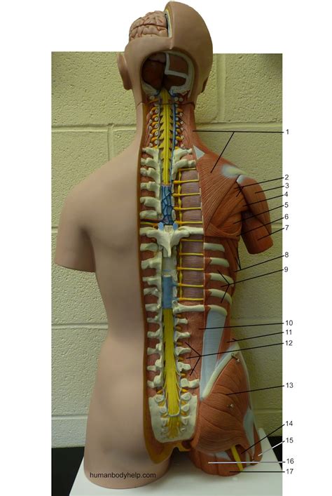 Human anatomy for muscle, reproductive, and skeleton. Torso 2 - Posterior - Human Body Help