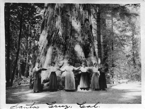 Giant Sequoia Santa Cruz California — In The Santa Cruz Mountains